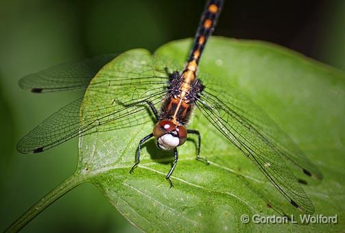 Dragonfly On A Leaf_25378.jpg - Photographed at Franktown, Ontario, Canada.